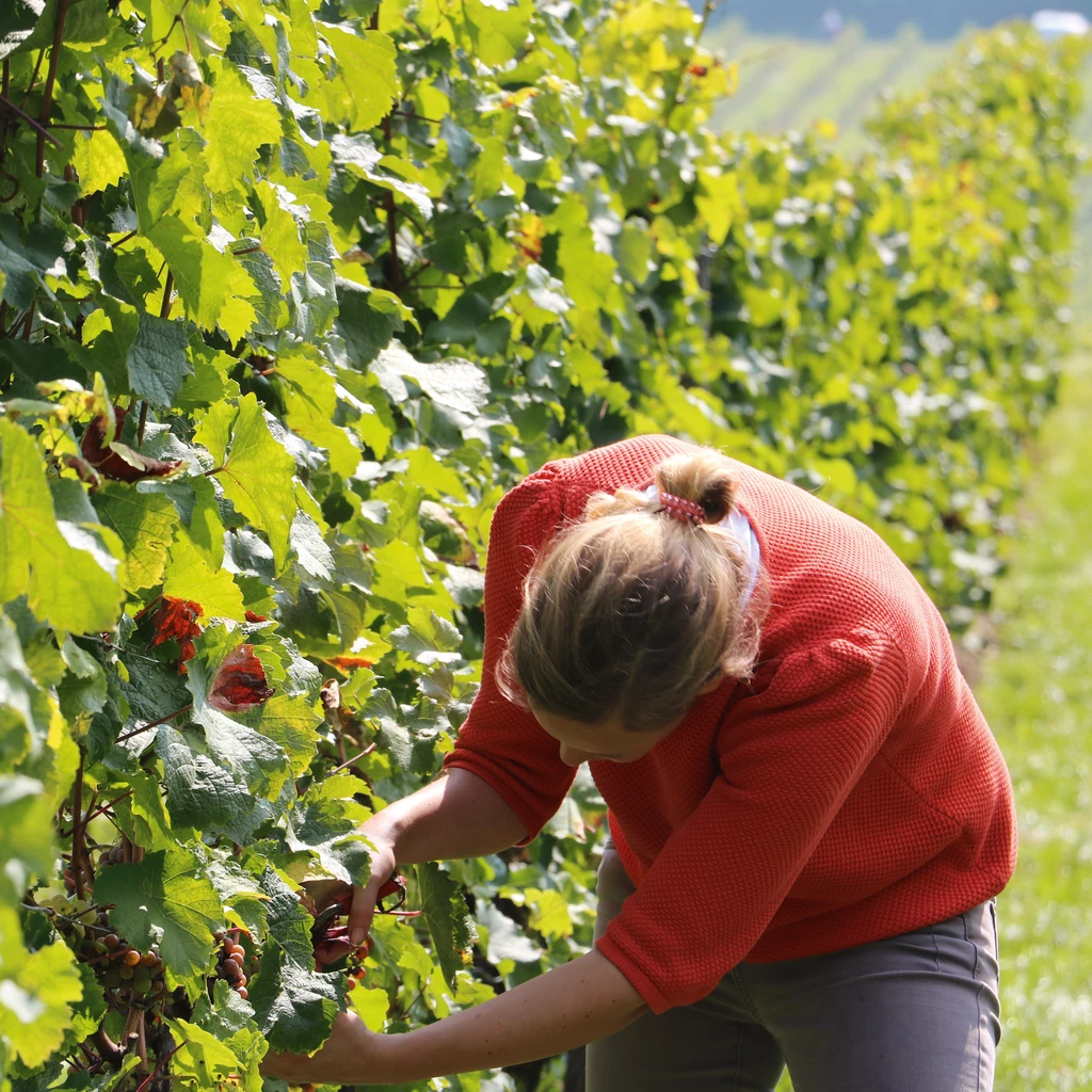 DREIGEBRÜDER Riesling Rotschiefer vom Weingut Prinz-Salm