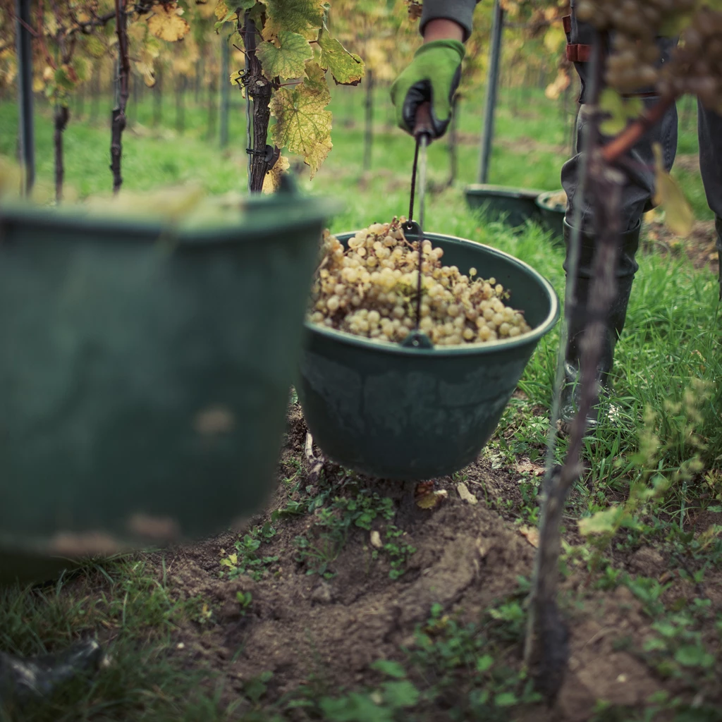 DREIGEBRÜDER Grauburgunder vom Weingut Winter