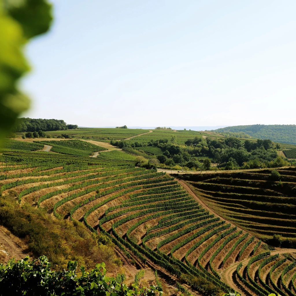 DREIGEBRÜDER Riesling Rotschiefer vom Weingut Prinz-Salm
