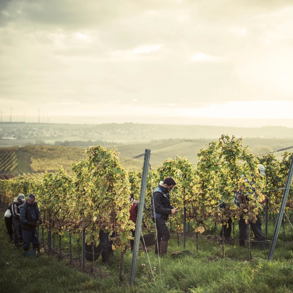 DREIGEBRÜDER Grauburgunder vom Weingut Winter