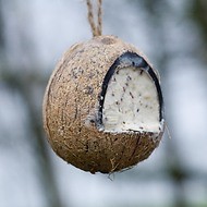 Vogelfutter Kokosnuss