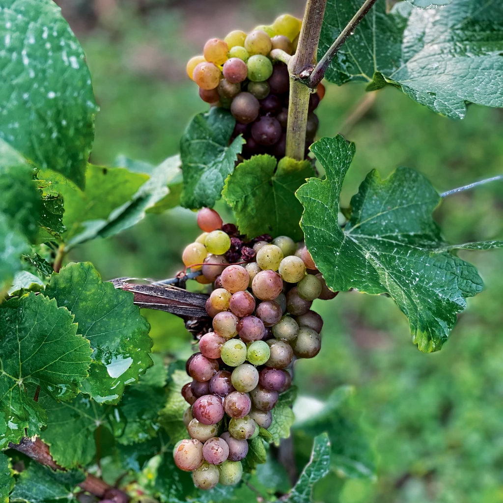 DREIGEBRÜDER Grauburgunder vom Weingut Winter